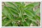 Stevia Leaf Extract